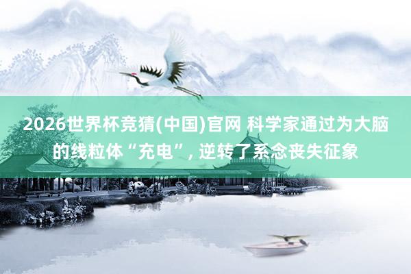 2026世界杯竞猜(中国)官网 科学家通过为大脑的线粒体“充电”, 逆转了系念丧失征象